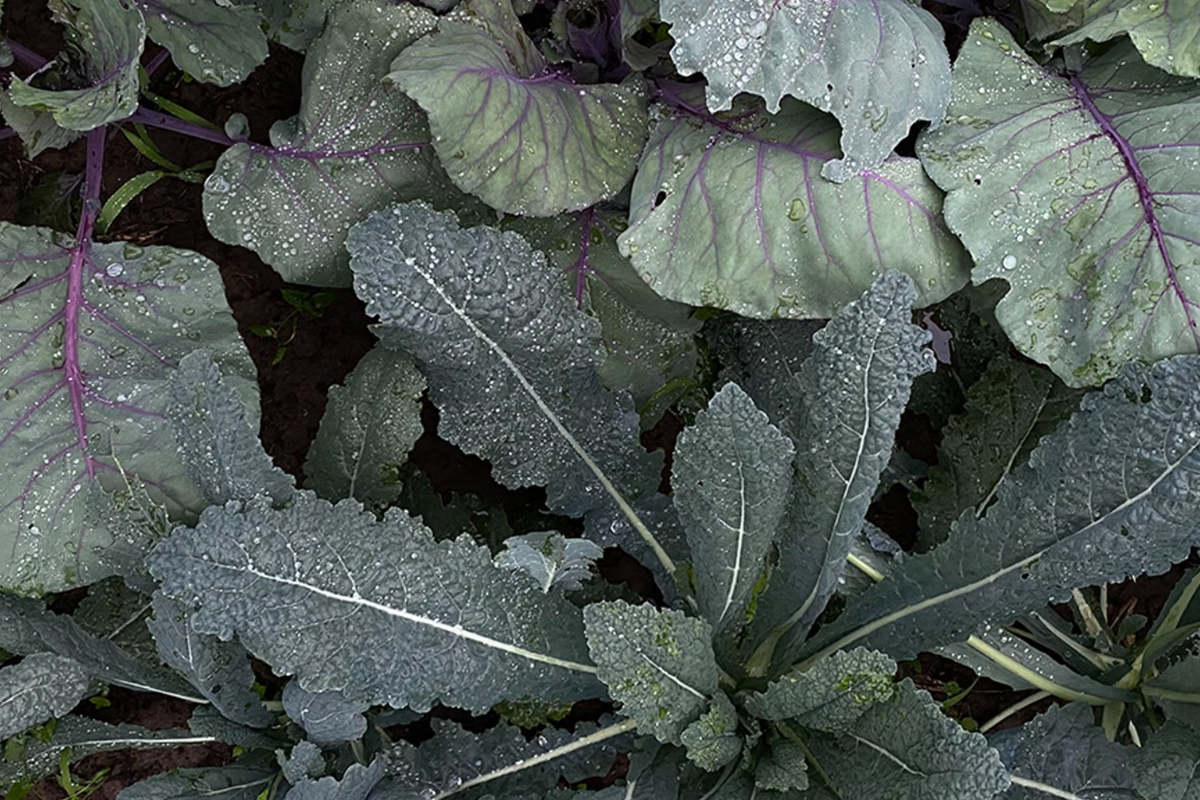 Close-up of leafy green and purple vegetables covered in dew, growing in a garden.